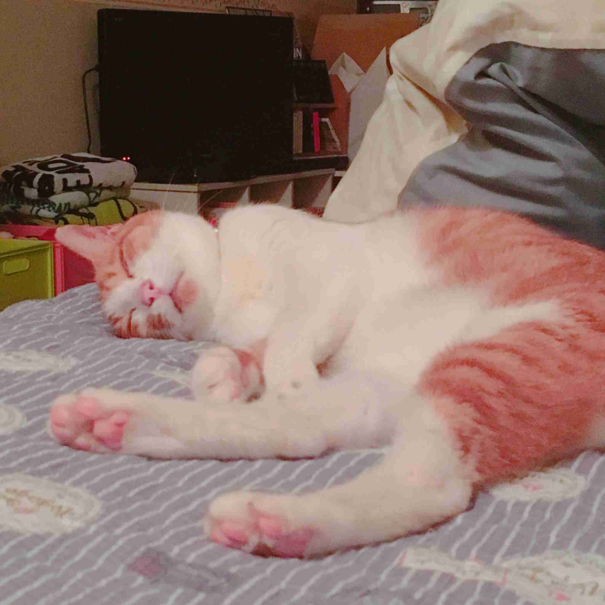 ペットの写真を貼っていくトピ③