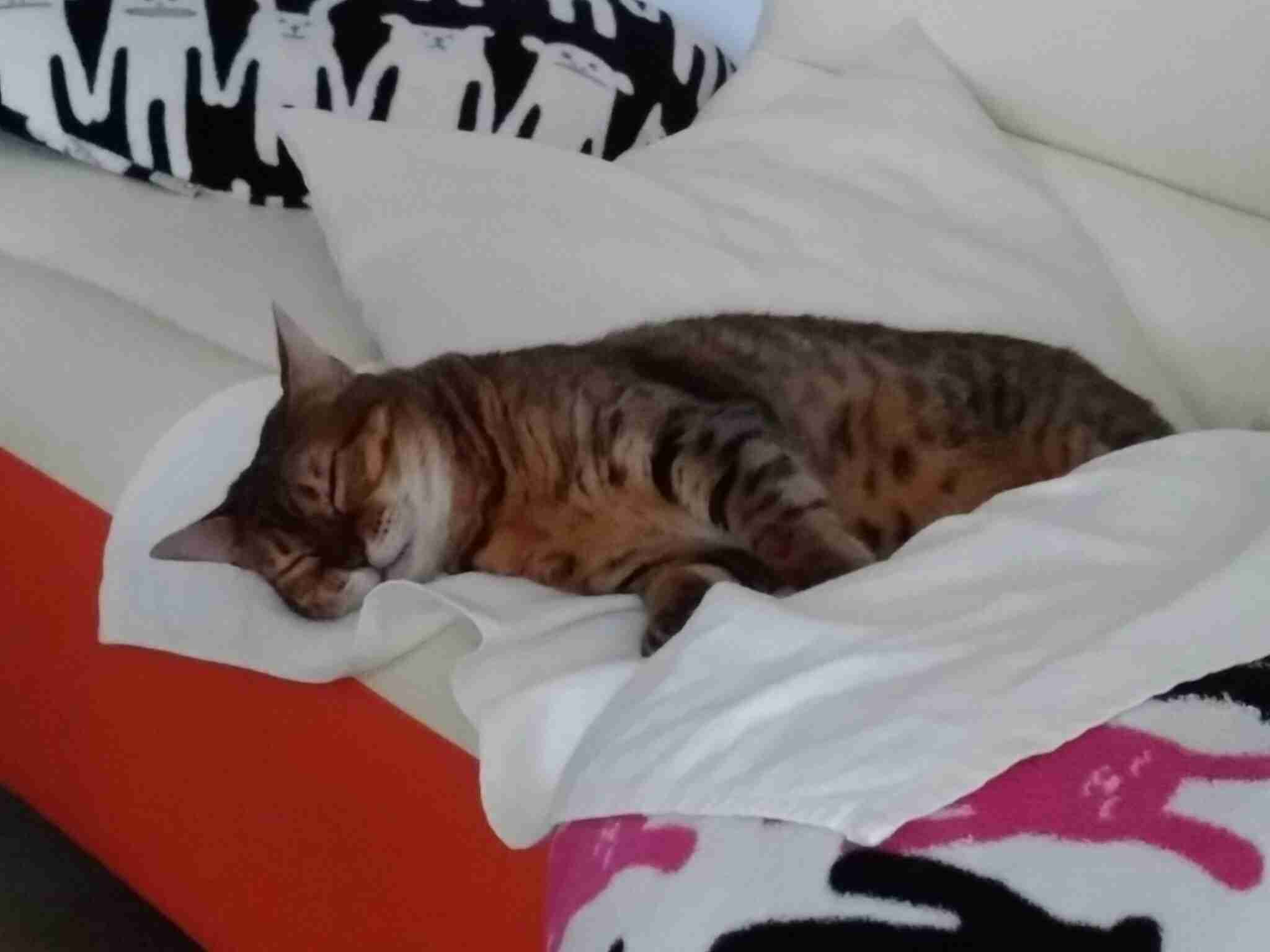 ペットの写真を貼っていくトピ③