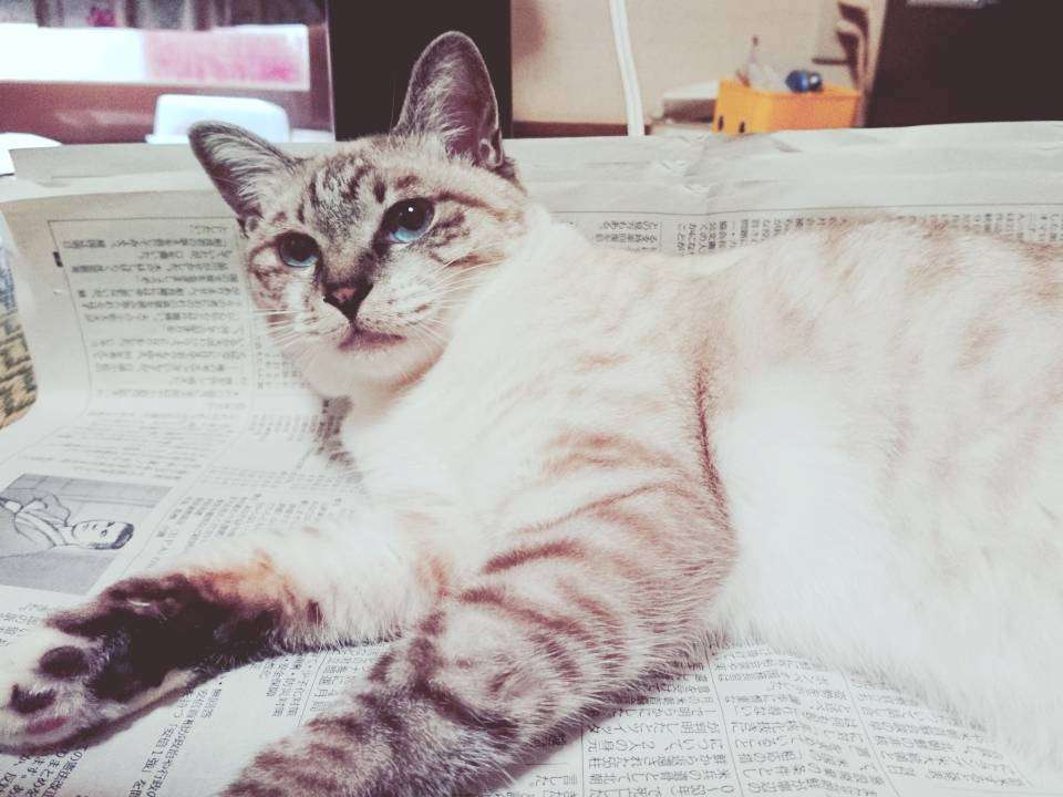 ペットの写真を貼っていくトピ③