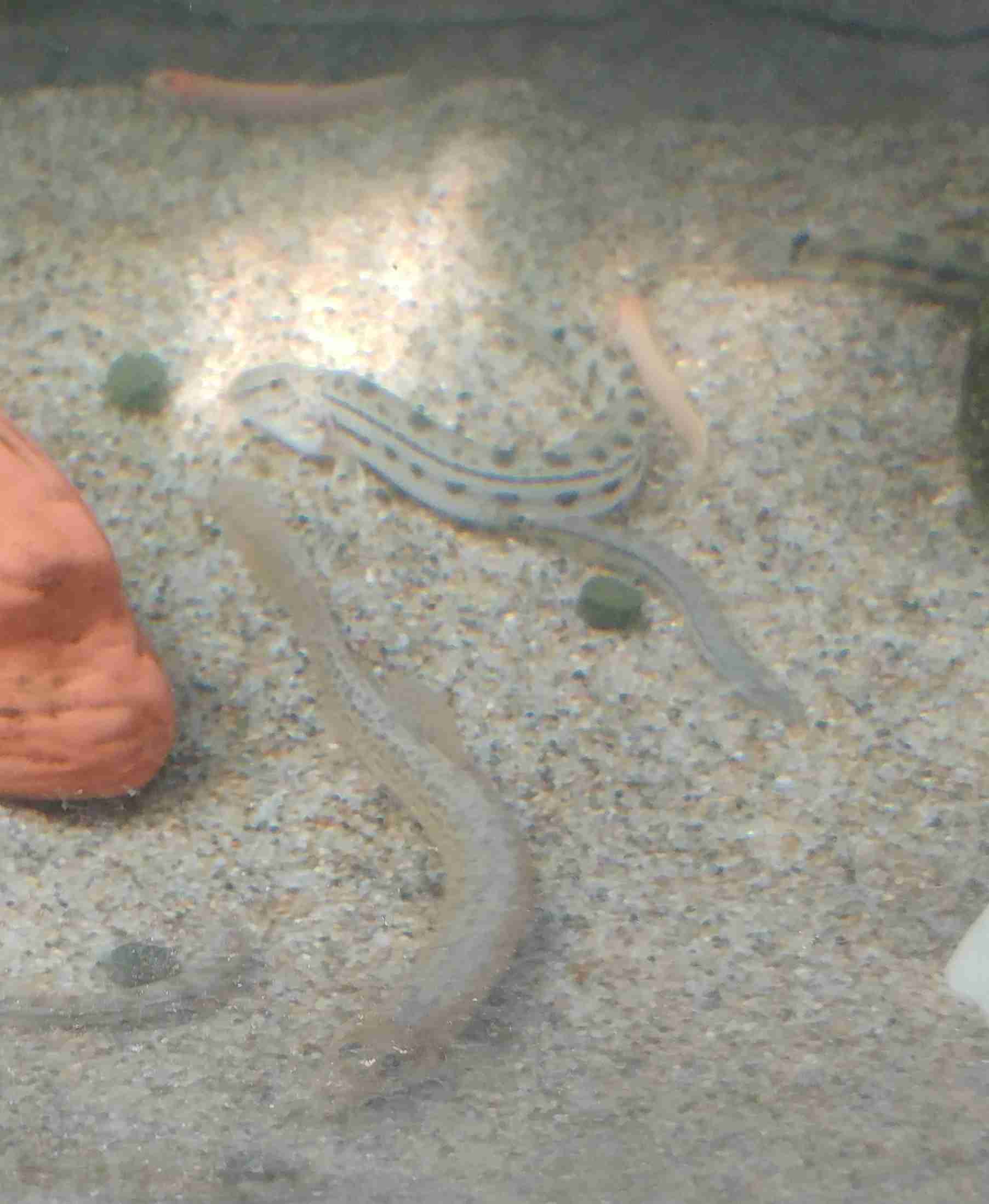 ペットの写真を貼っていくトピ③