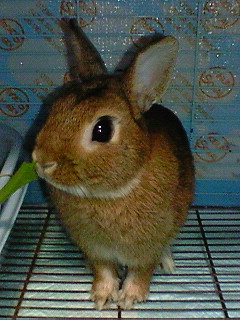 ペットの写真を貼っていくトピ③