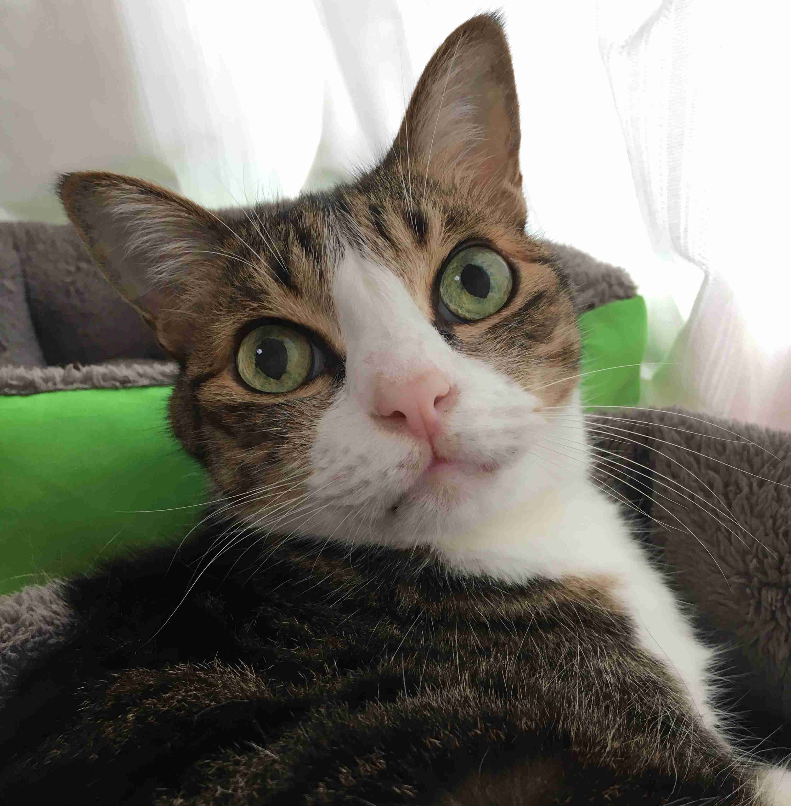 ペットの写真を貼っていくトピ③