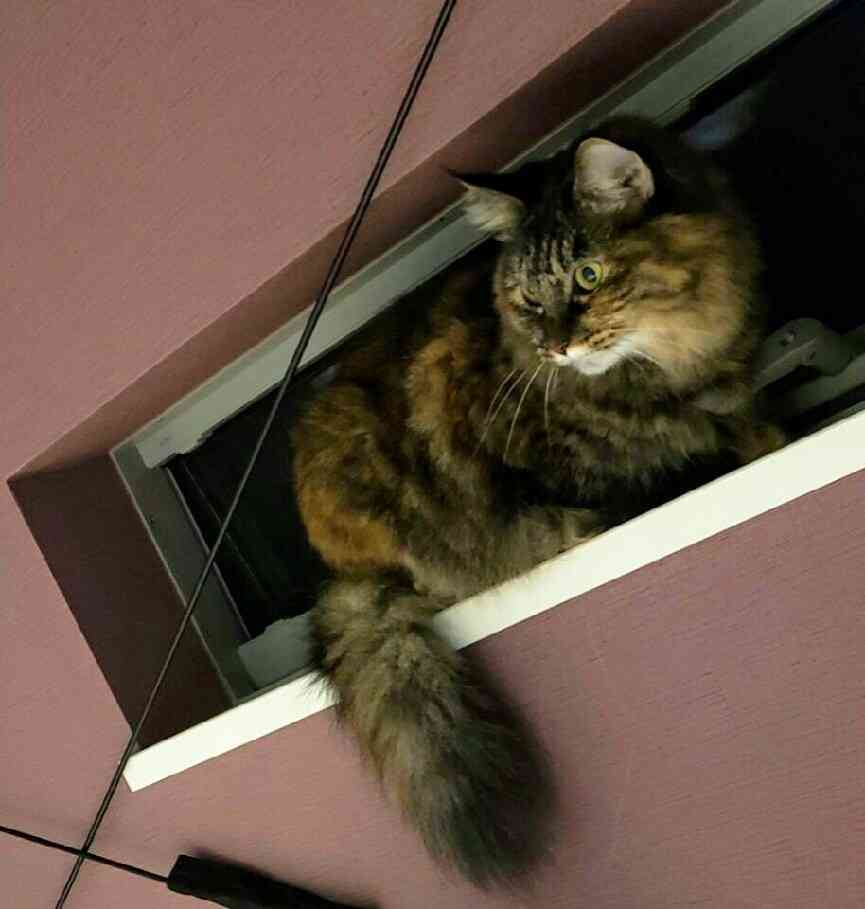 ペットの写真を貼っていくトピ③