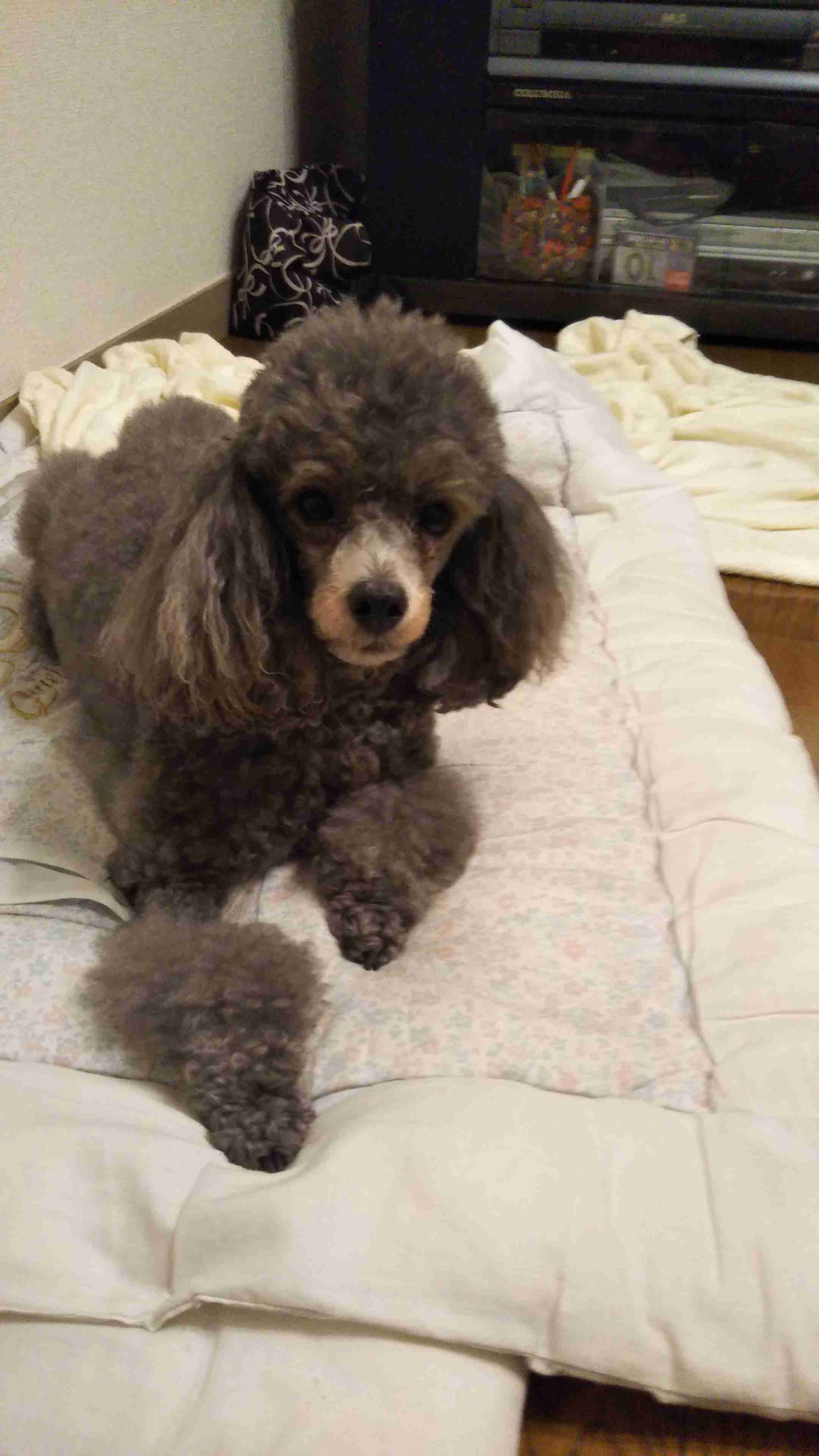 ペットの写真を貼っていくトピ③