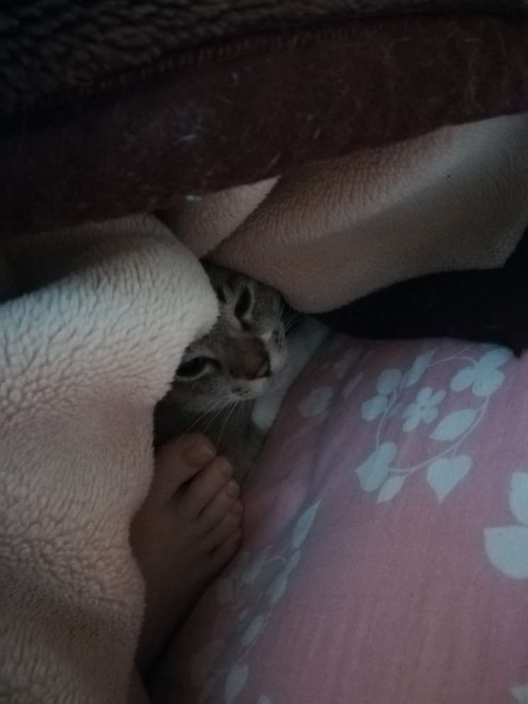 ペットの写真を貼っていくトピ③