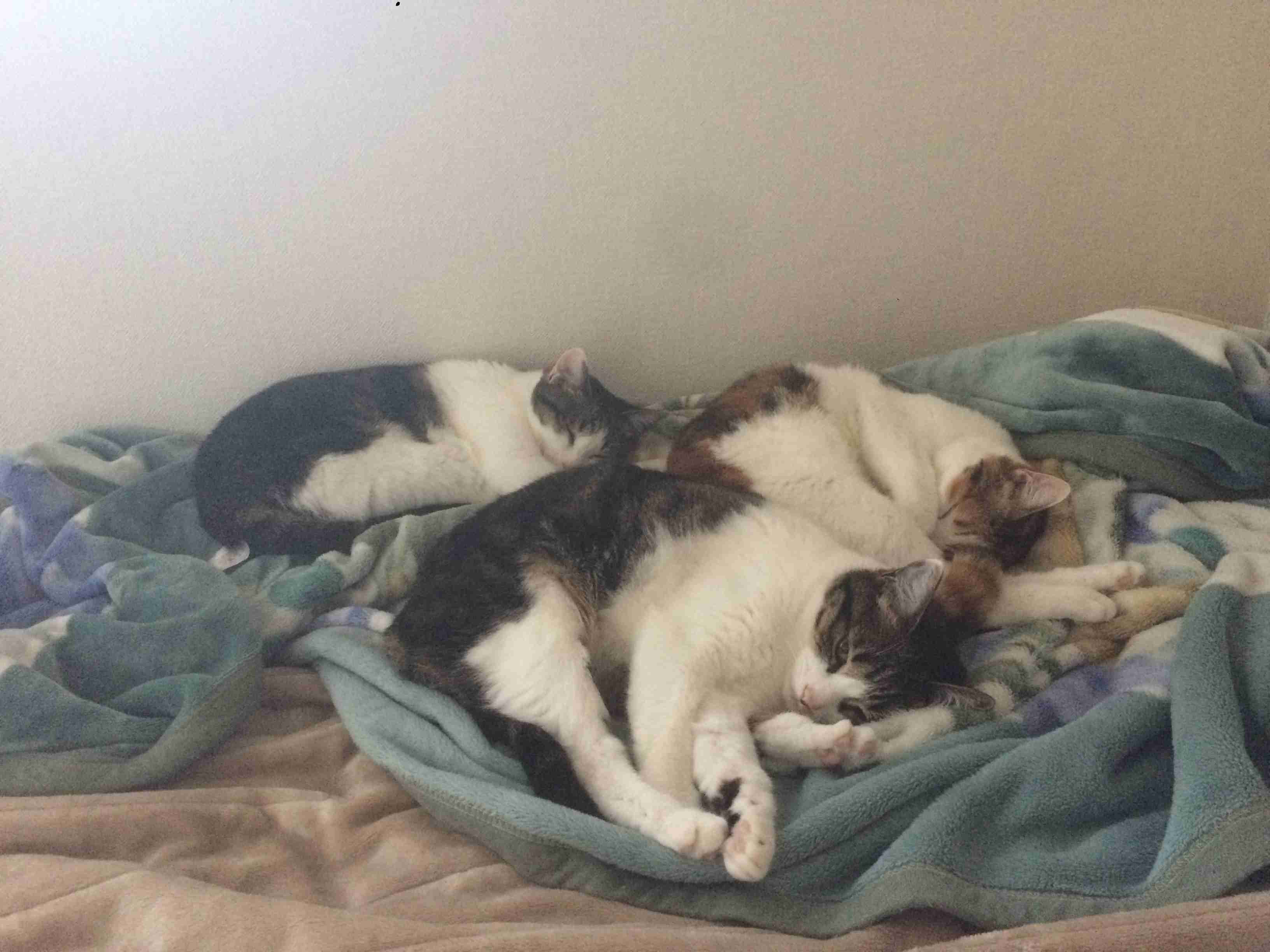 ペットの写真を貼っていくトピ③