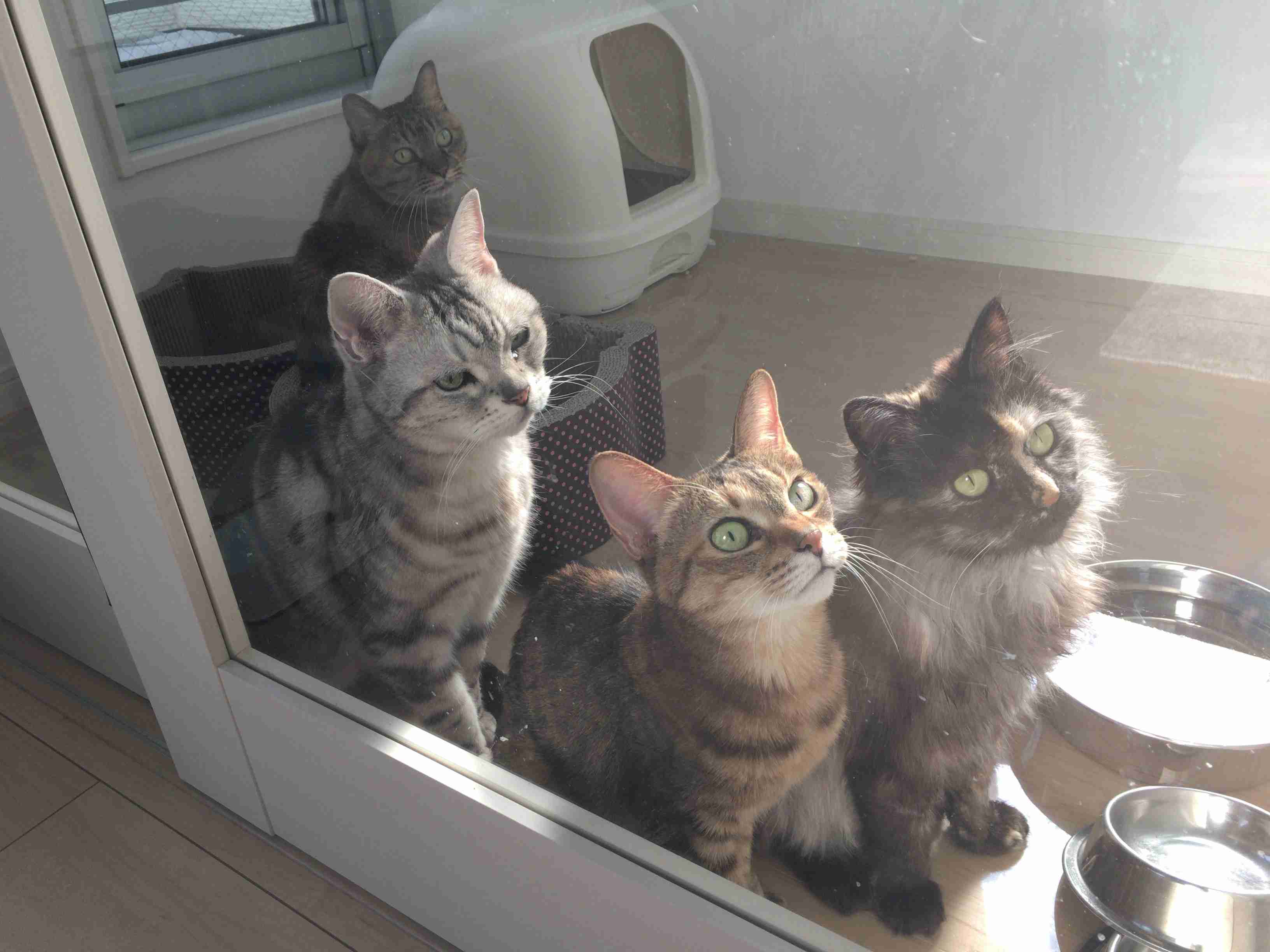 ペットの写真を貼っていくトピ③