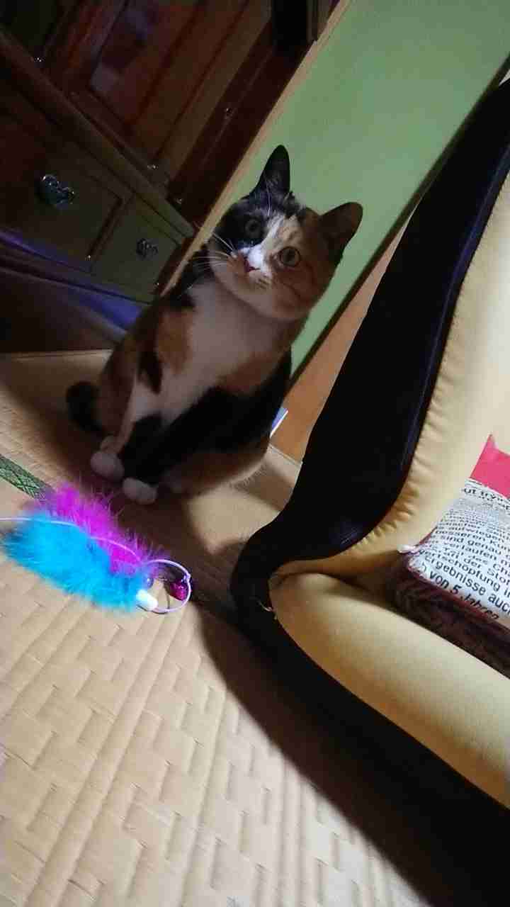 ペットの写真を貼っていくトピ③