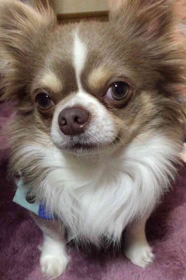 ペットの写真を貼っていくトピ③
