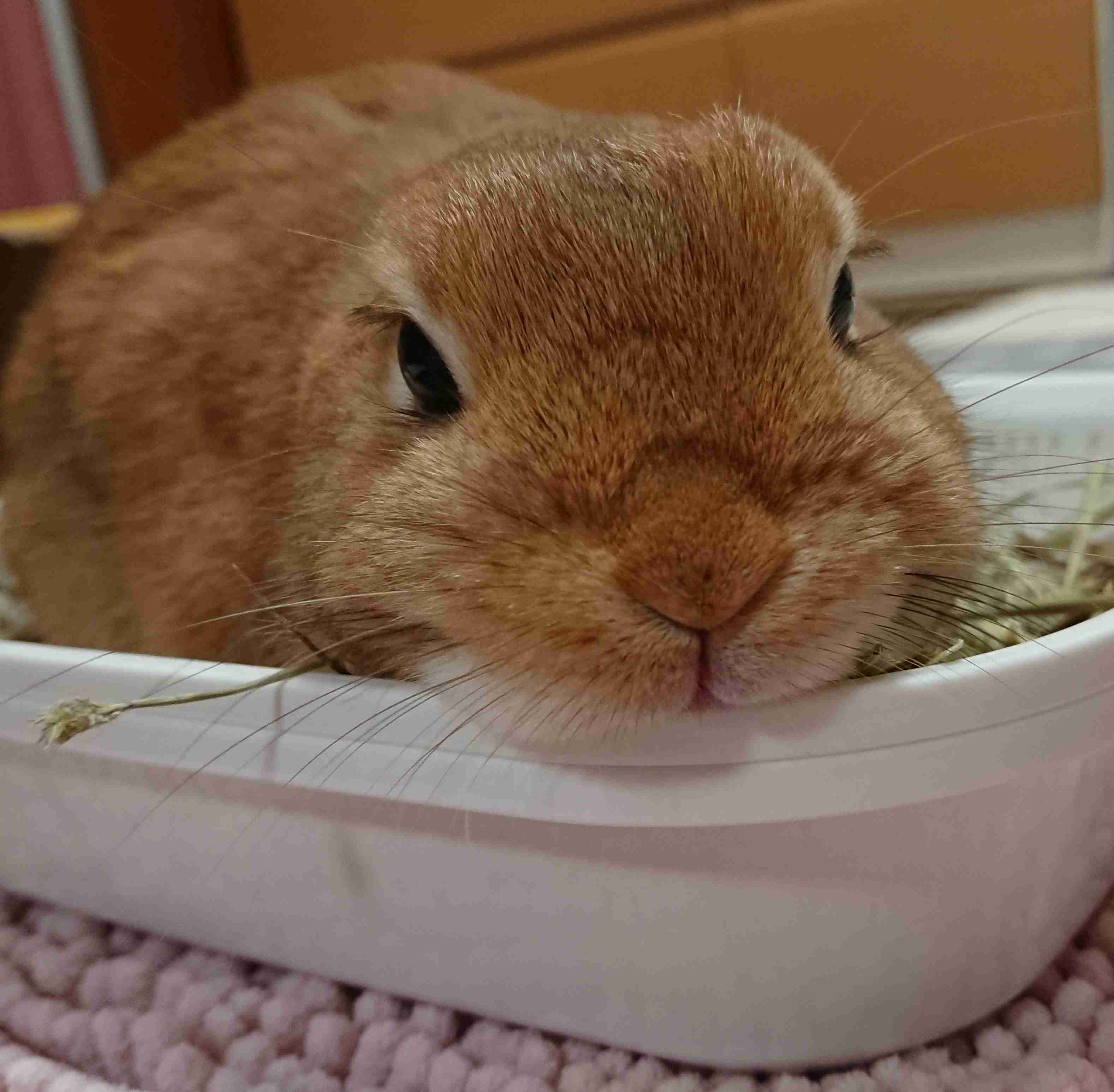 ペットの写真を貼っていくトピ③