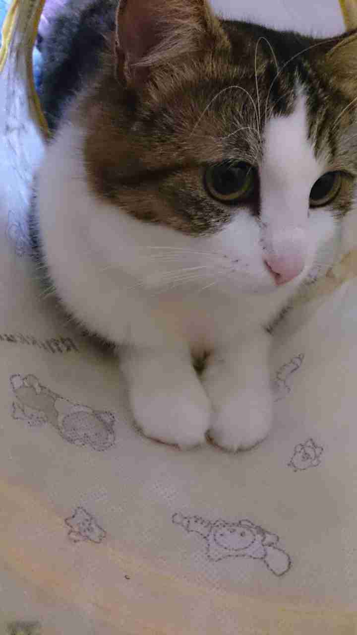 ペットの写真を貼っていくトピ③