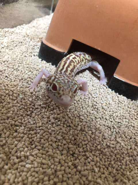 ペットの写真を貼っていくトピ③