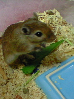 ペットの写真を貼っていくトピ③