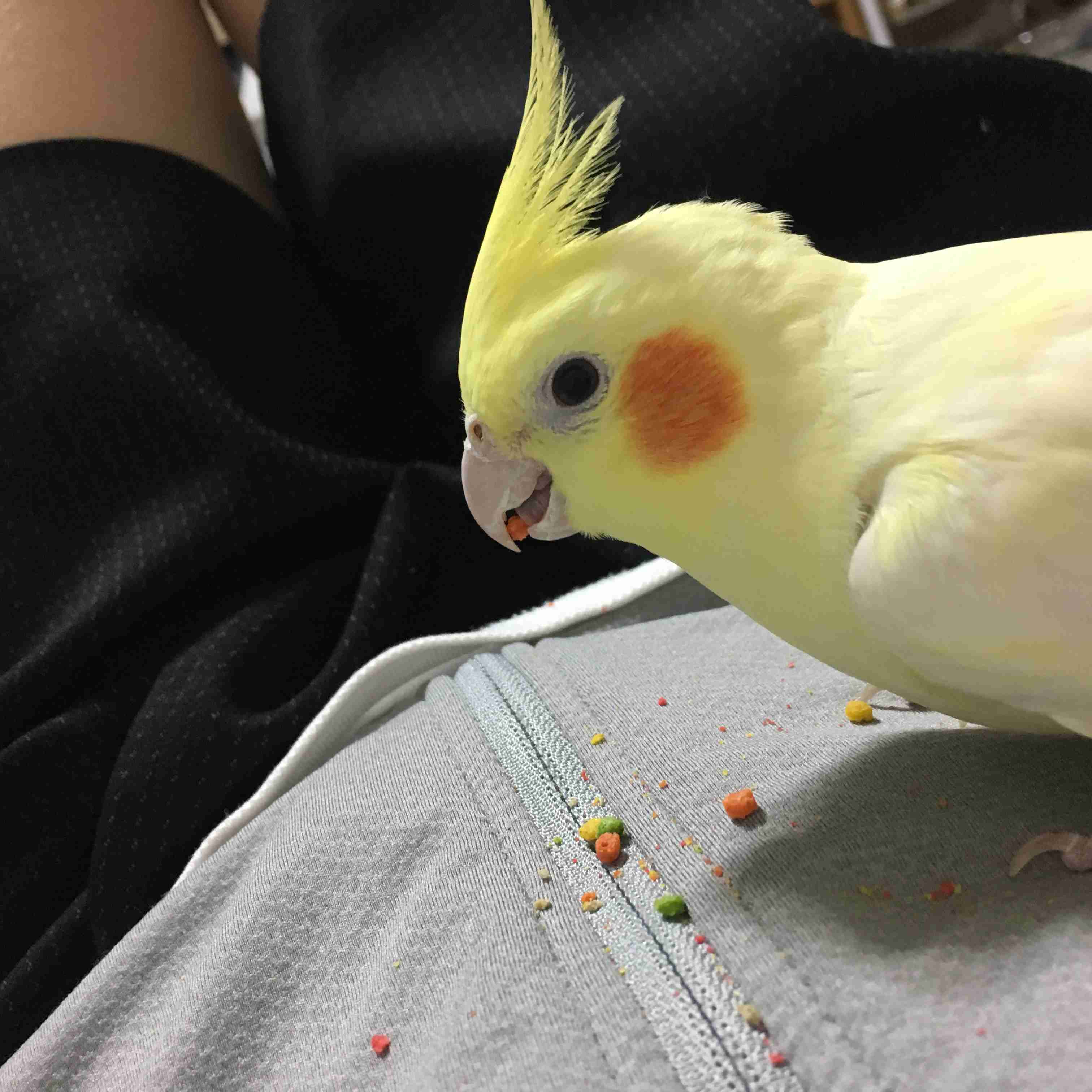 ペットの写真を貼っていくトピ③