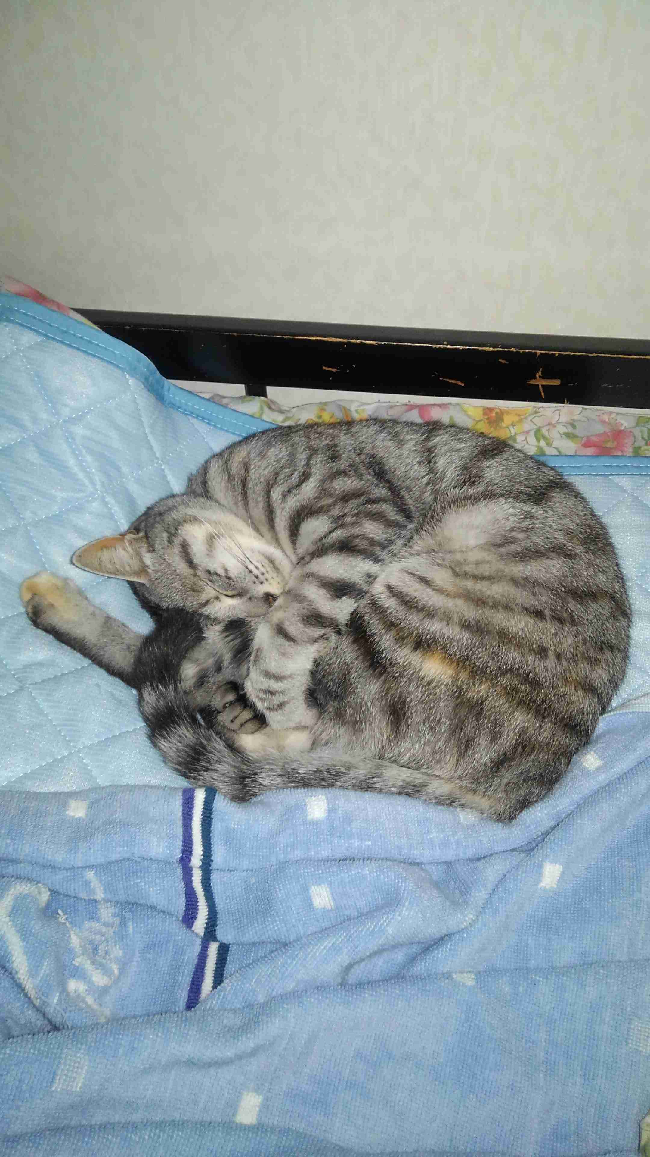 ペットの写真を貼っていくトピ③