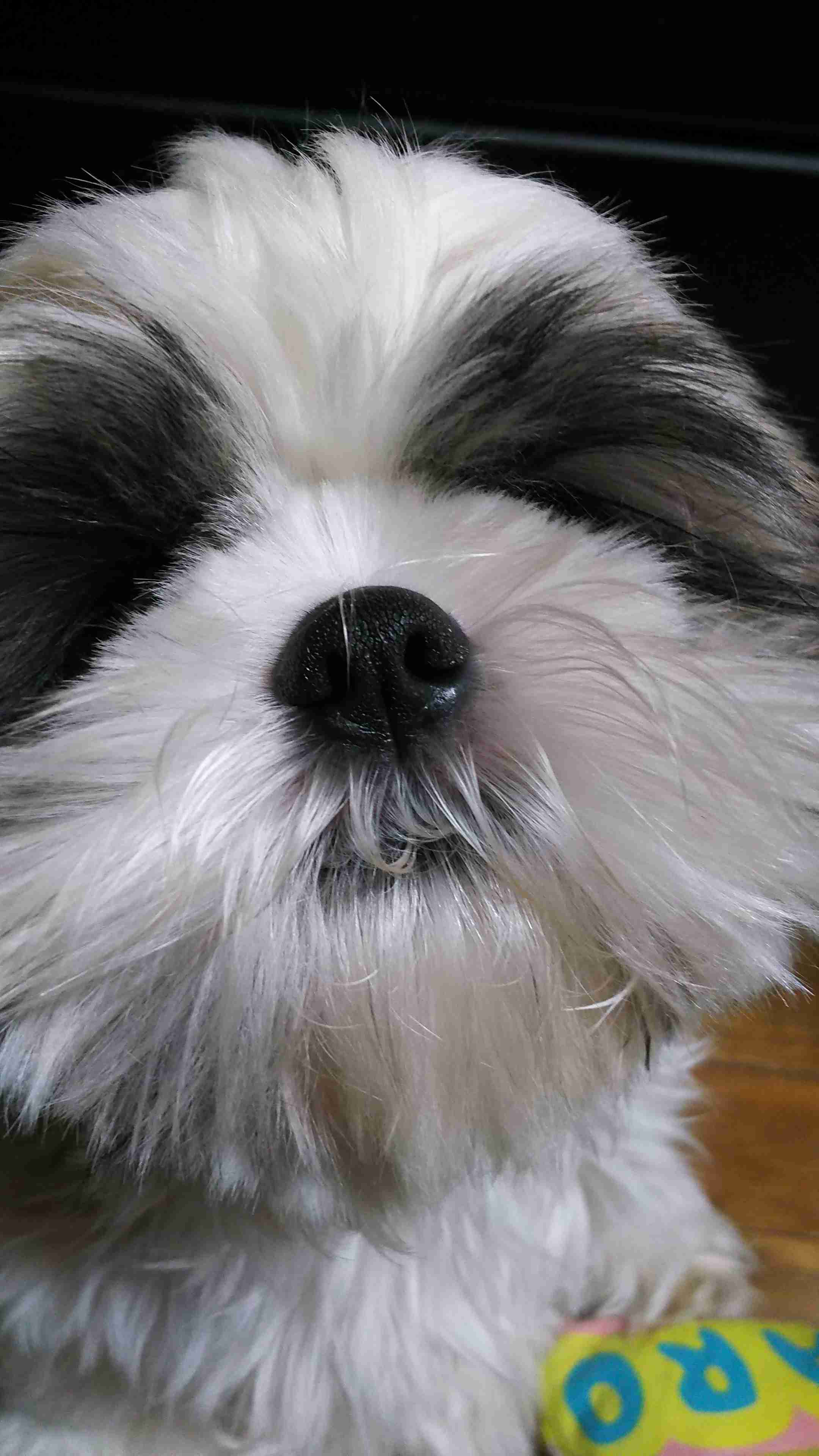 ペットの写真を貼っていくトピ③