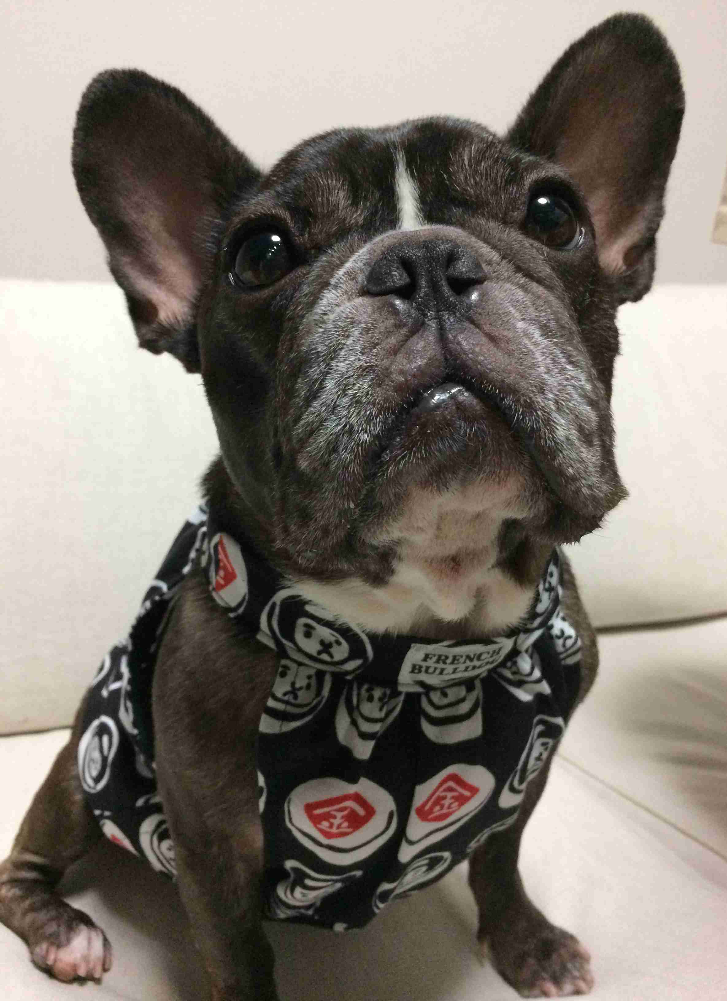 ペットの写真を貼っていくトピ③