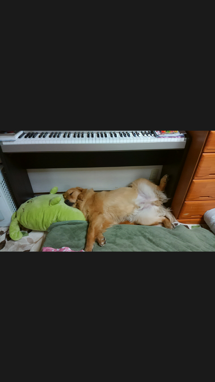 ペットの写真を貼っていくトピ③