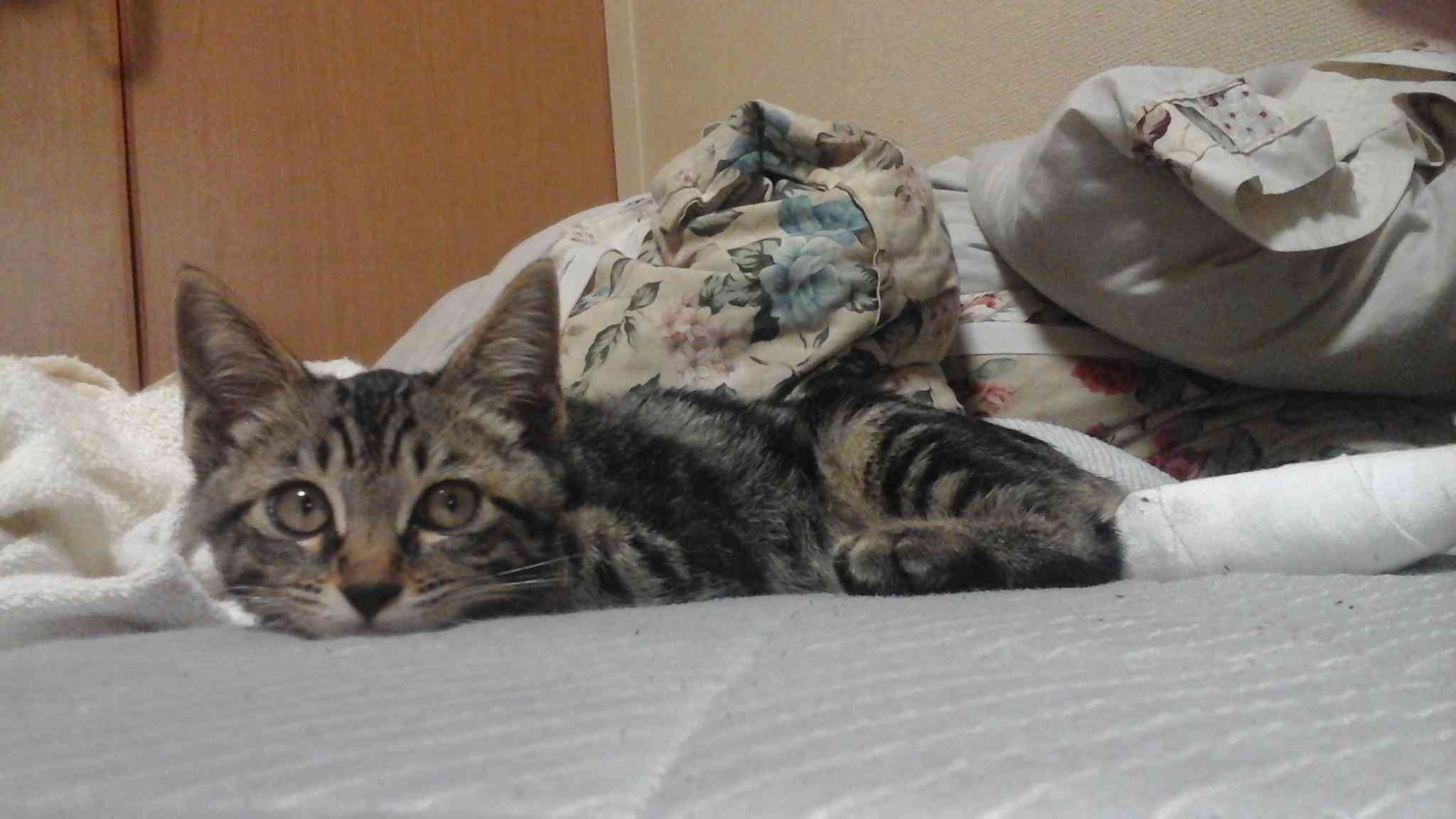 ペットの写真を貼っていくトピ③