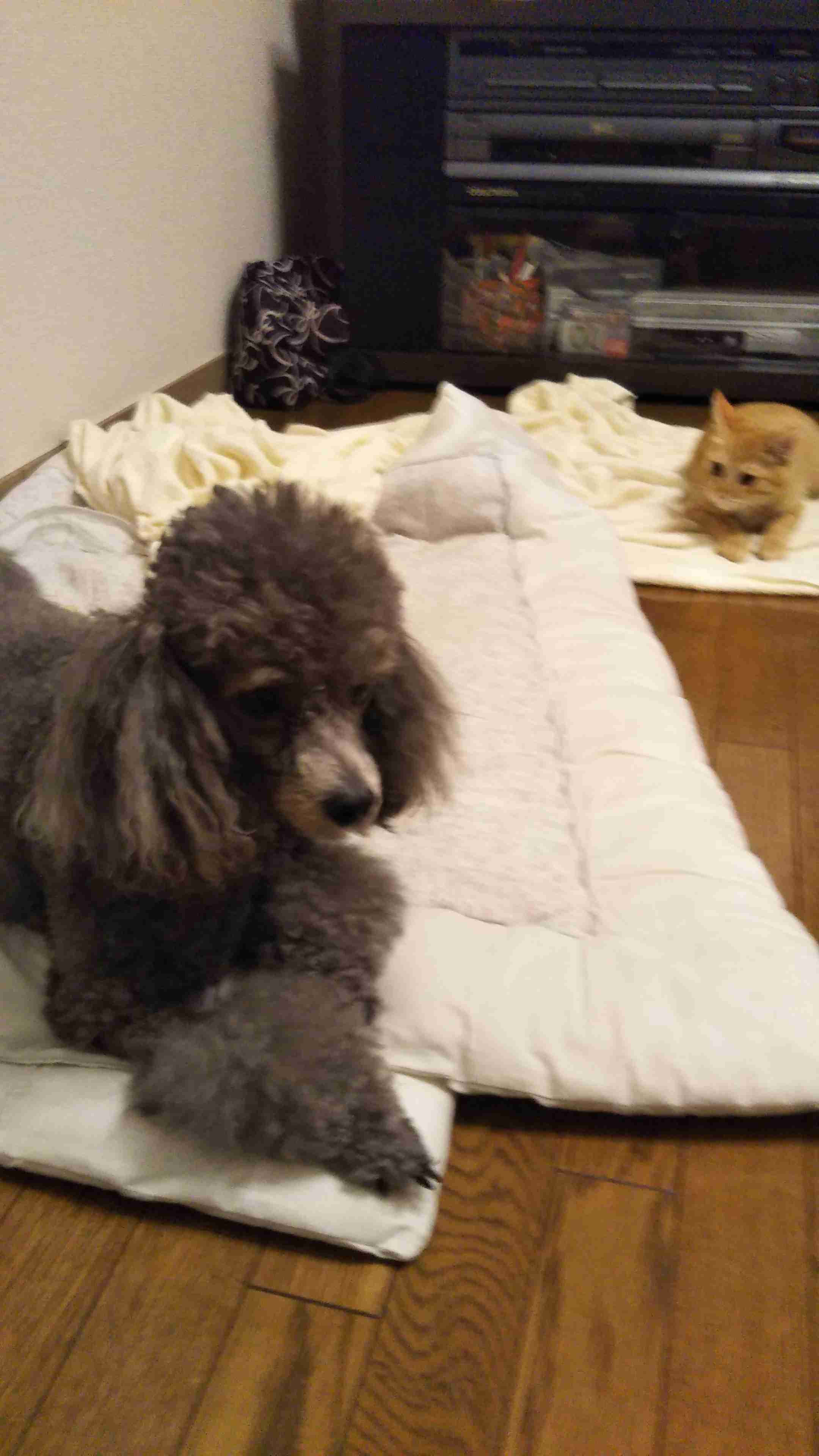 ペットの写真を貼っていくトピ③