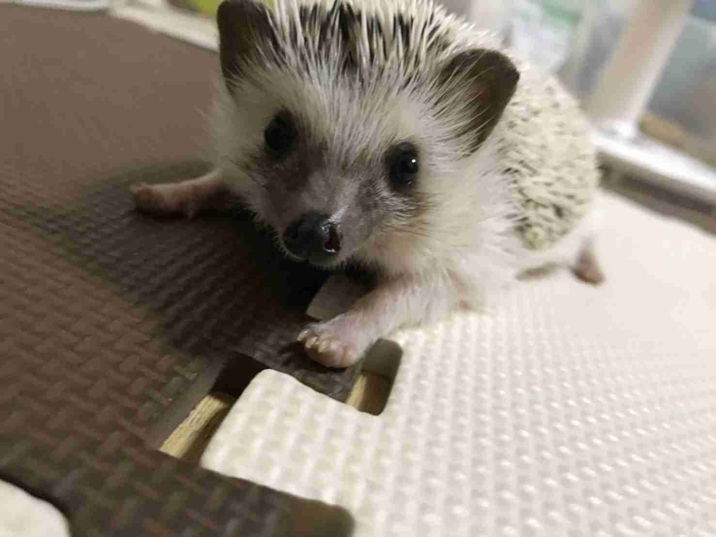 ペットの写真を貼っていくトピ③