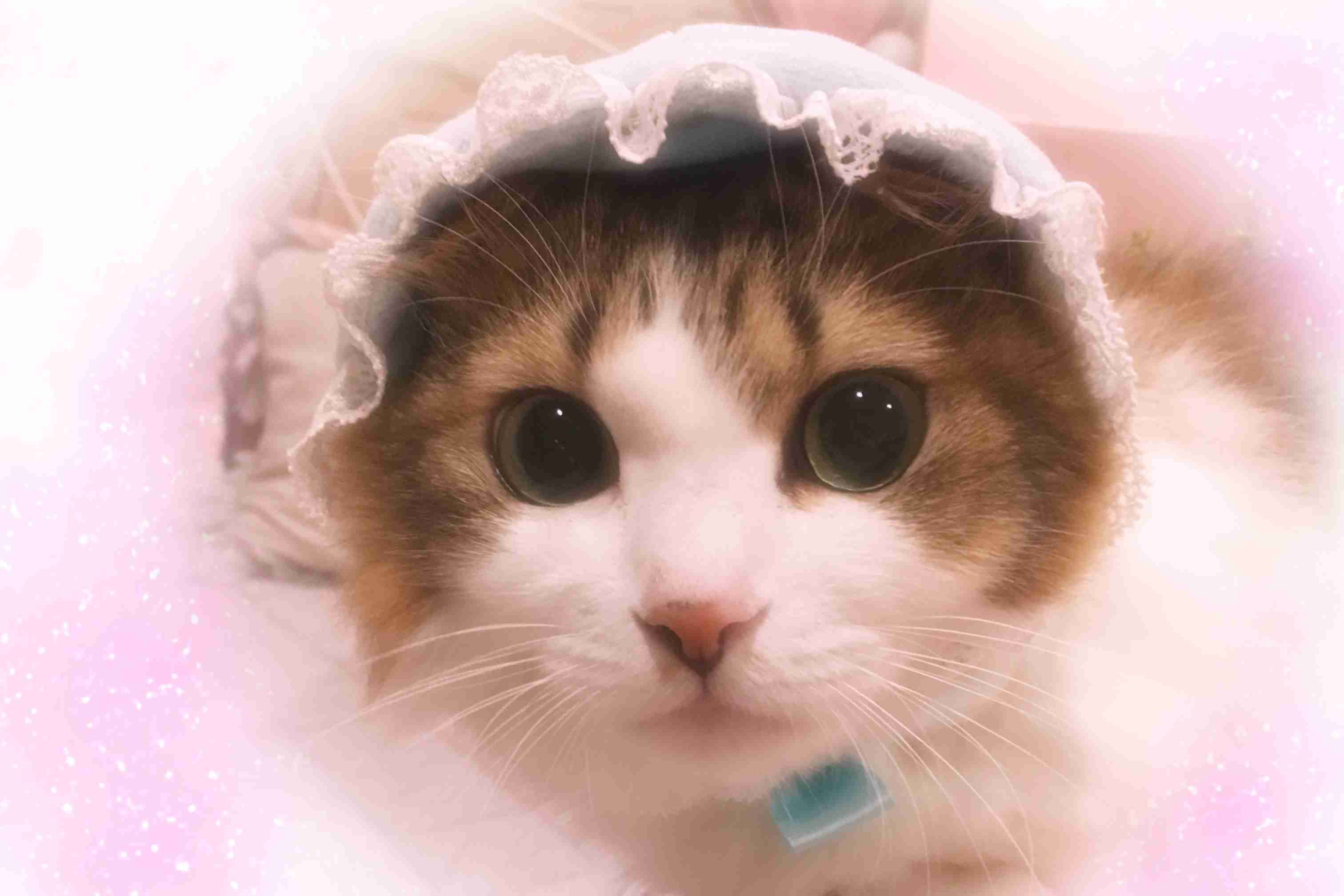 ペットの写真を貼っていくトピ③