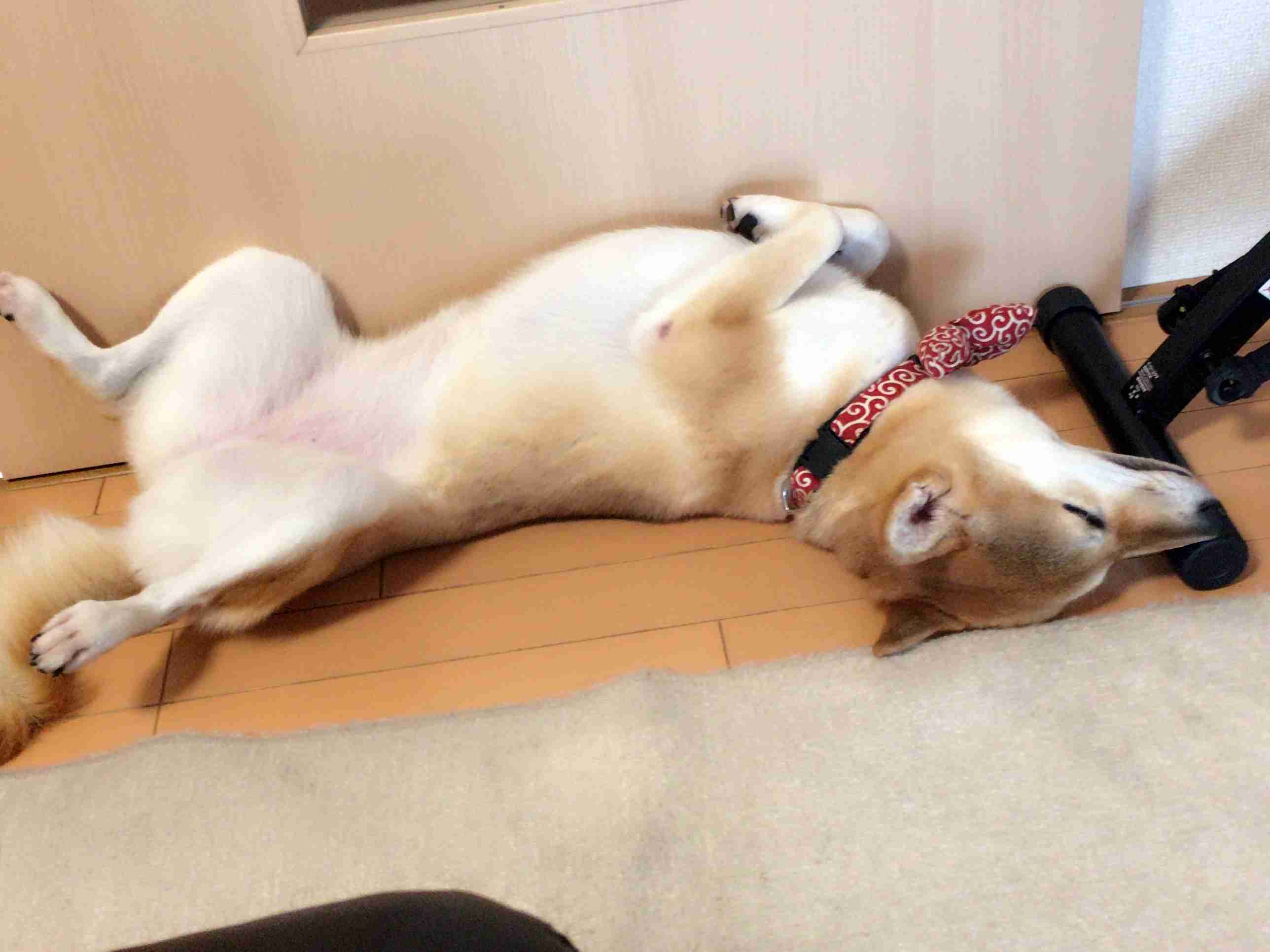 ペットの写真を貼っていくトピ③