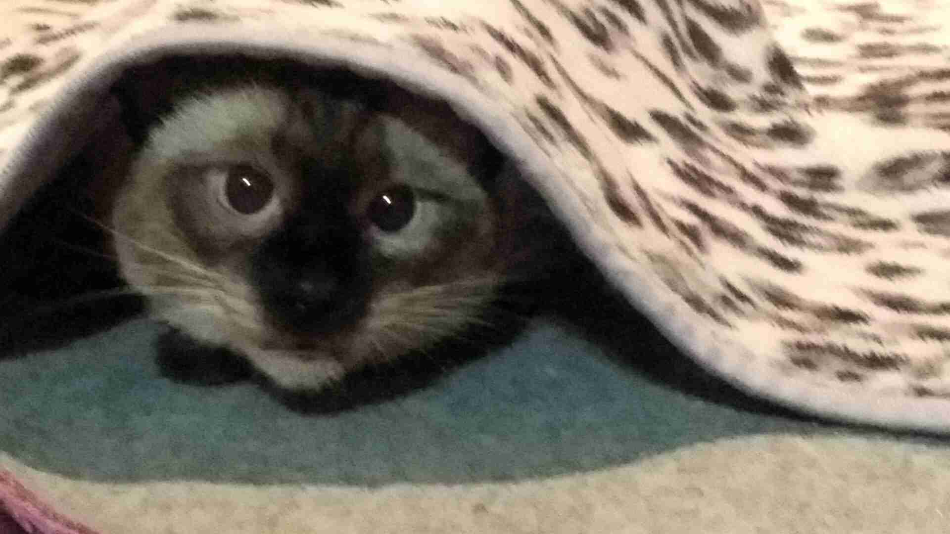 ペットの写真を貼っていくトピ③