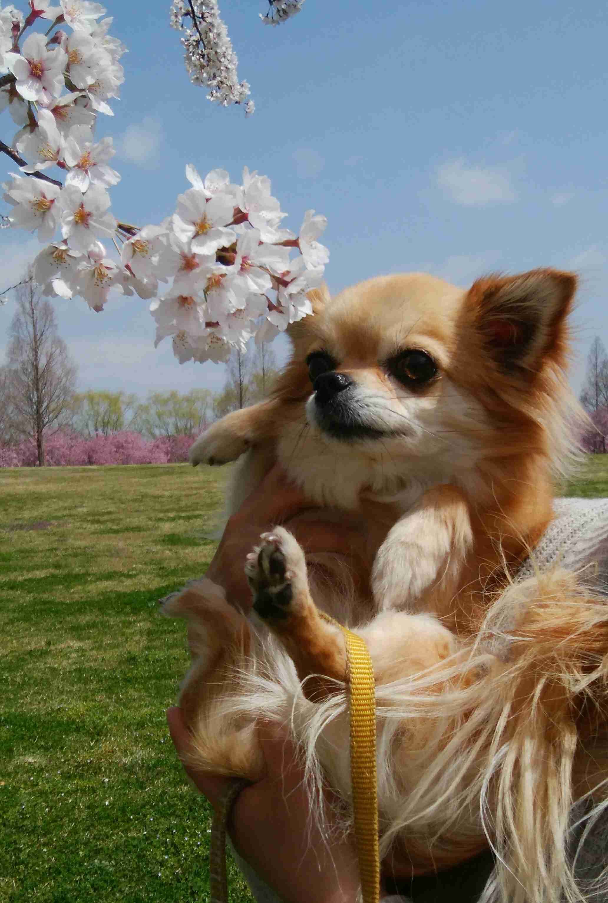 ペットの写真を貼っていくトピ③