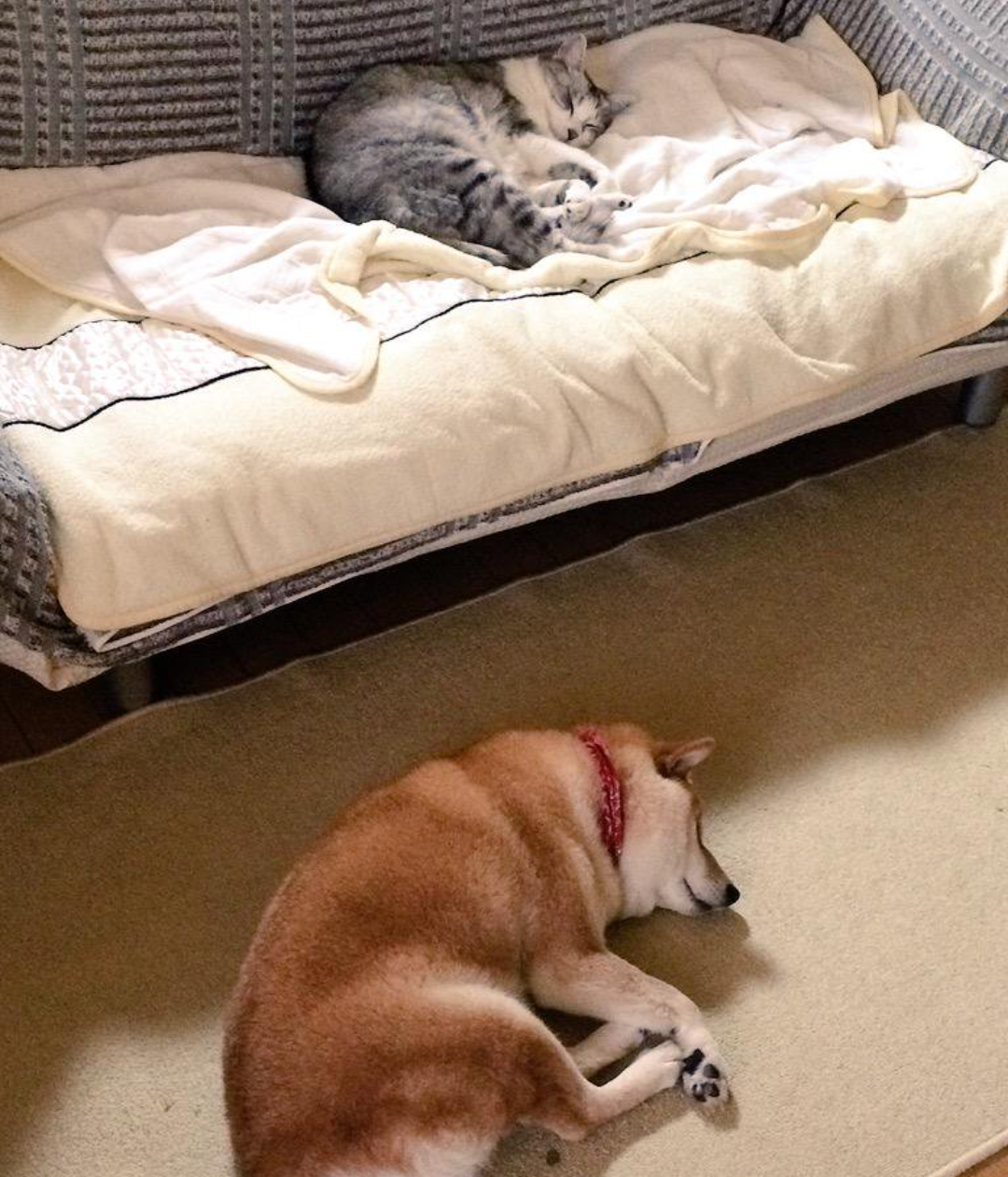 ペットの写真を貼っていくトピ③