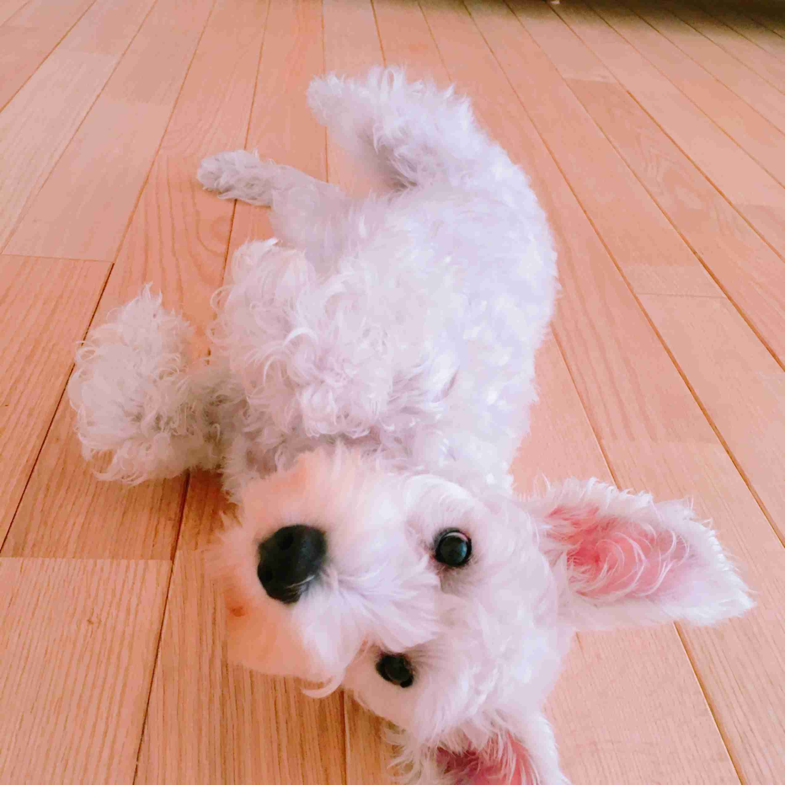 ペットの写真を貼っていくトピ③
