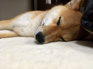 ペットの写真を貼っていくトピ③