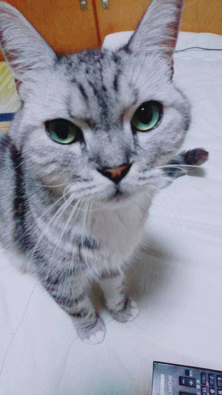 ペットの写真を貼っていくトピ③