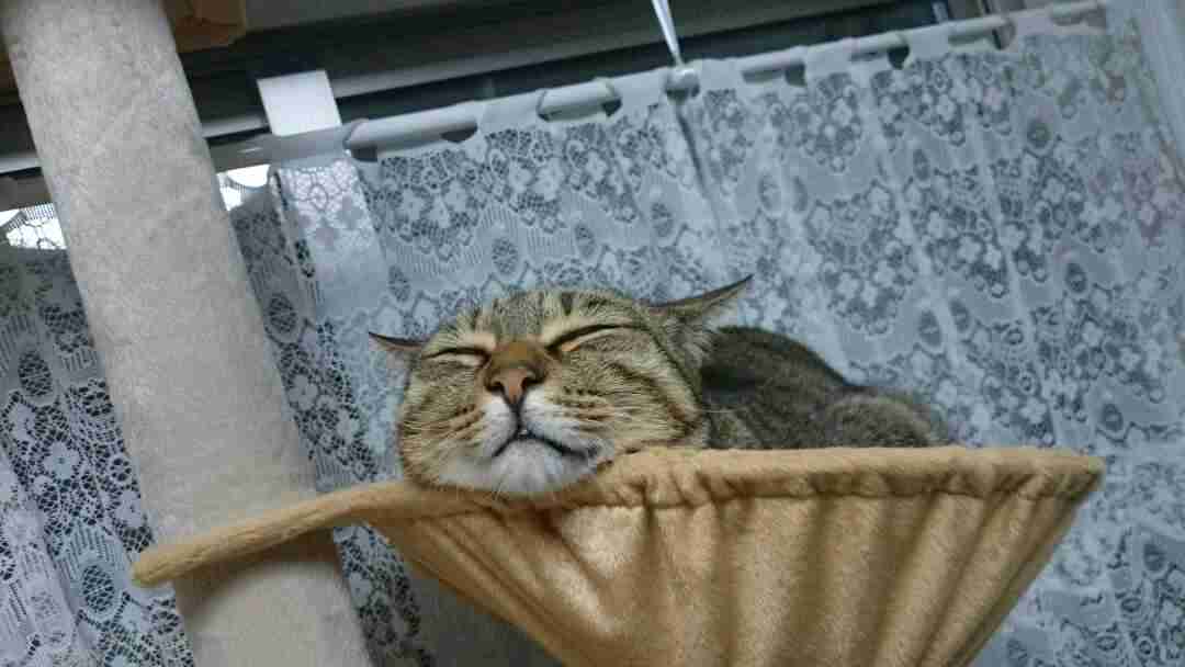 ペットの写真を貼っていくトピ③