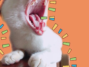 ペットの写真を貼っていくトピ③