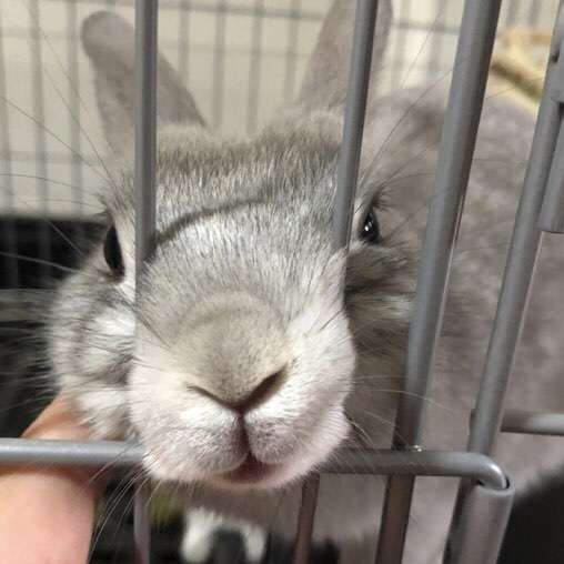 ペットの写真を貼っていくトピ③