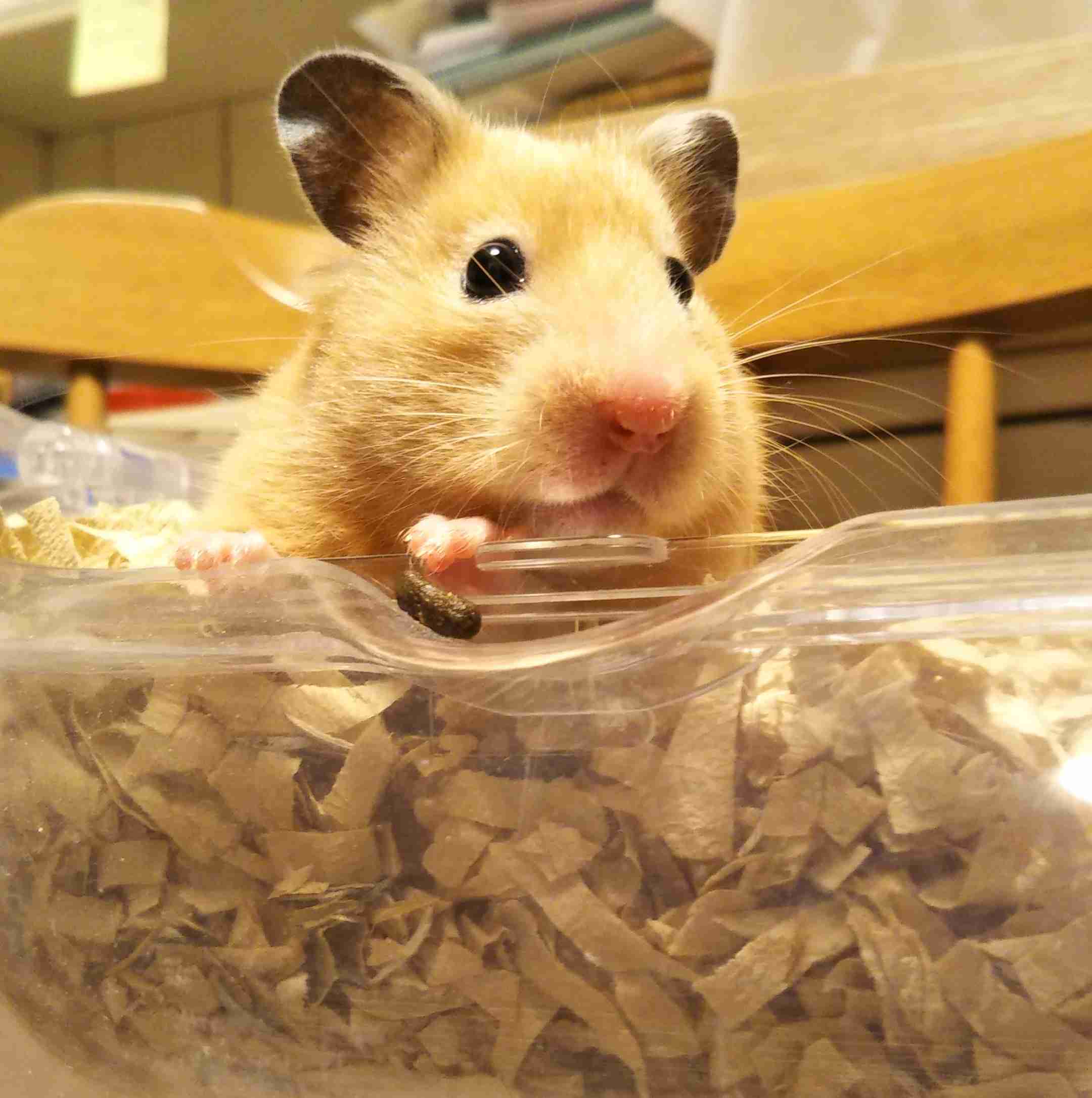 ペットの写真を貼っていくトピ③