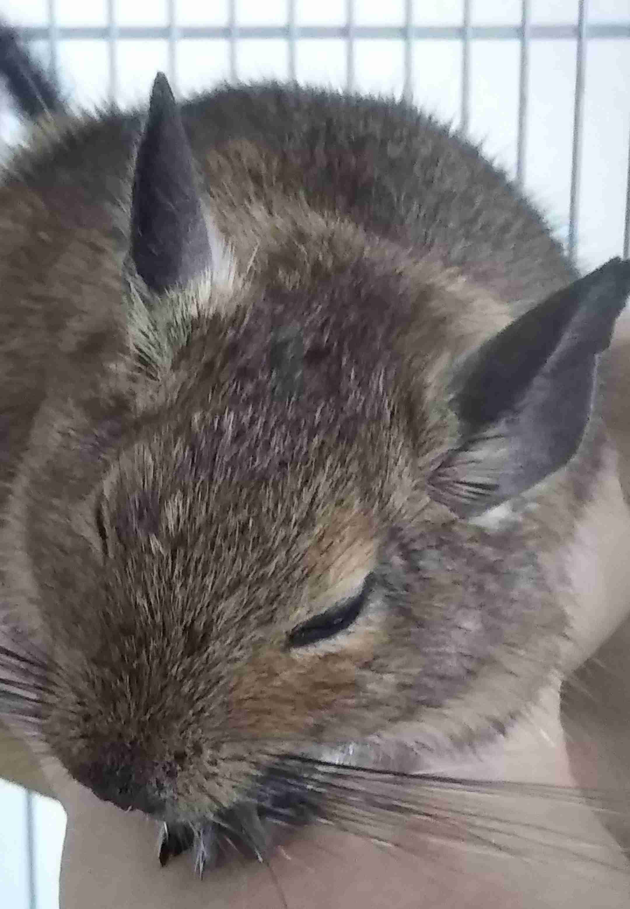 ペットの写真を貼っていくトピ③