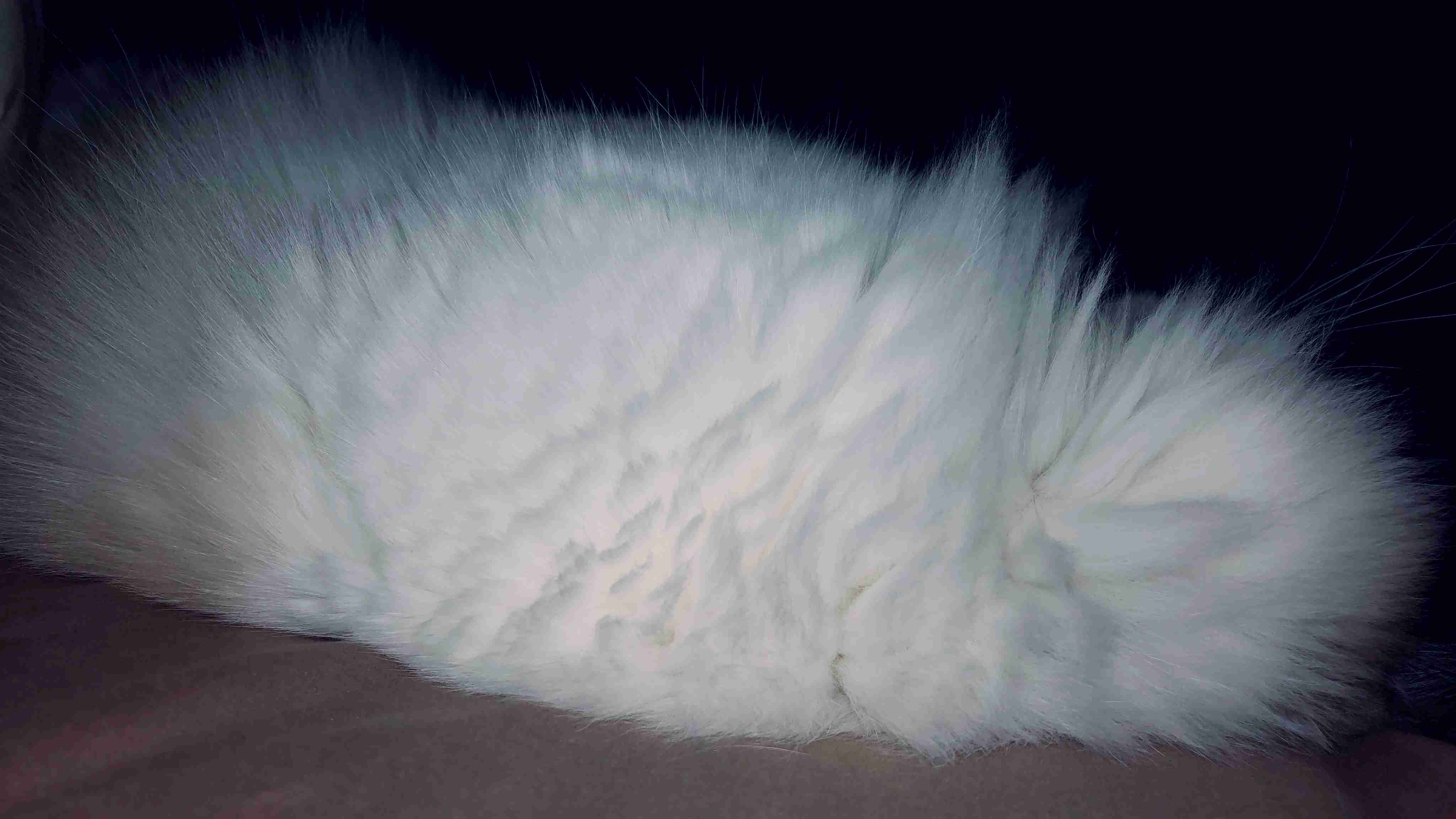 ペットの写真を貼っていくトピ③