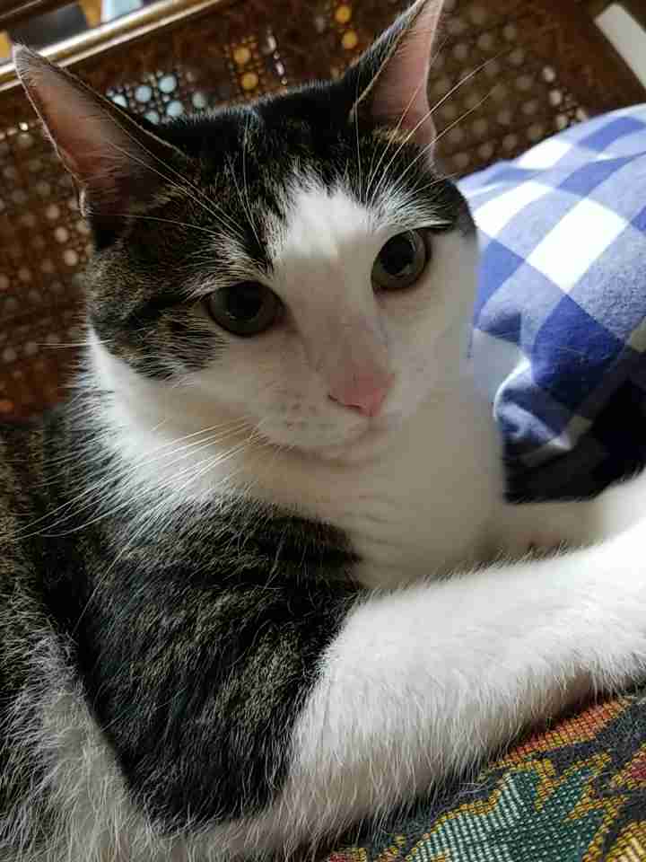 ペットの写真を貼っていくトピ③