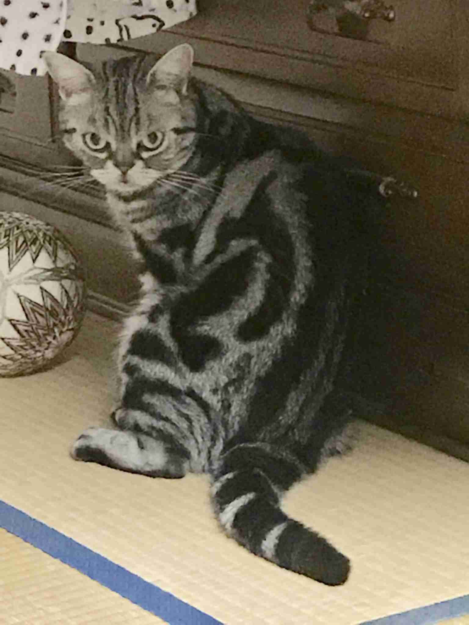 ペットの写真を貼っていくトピ③