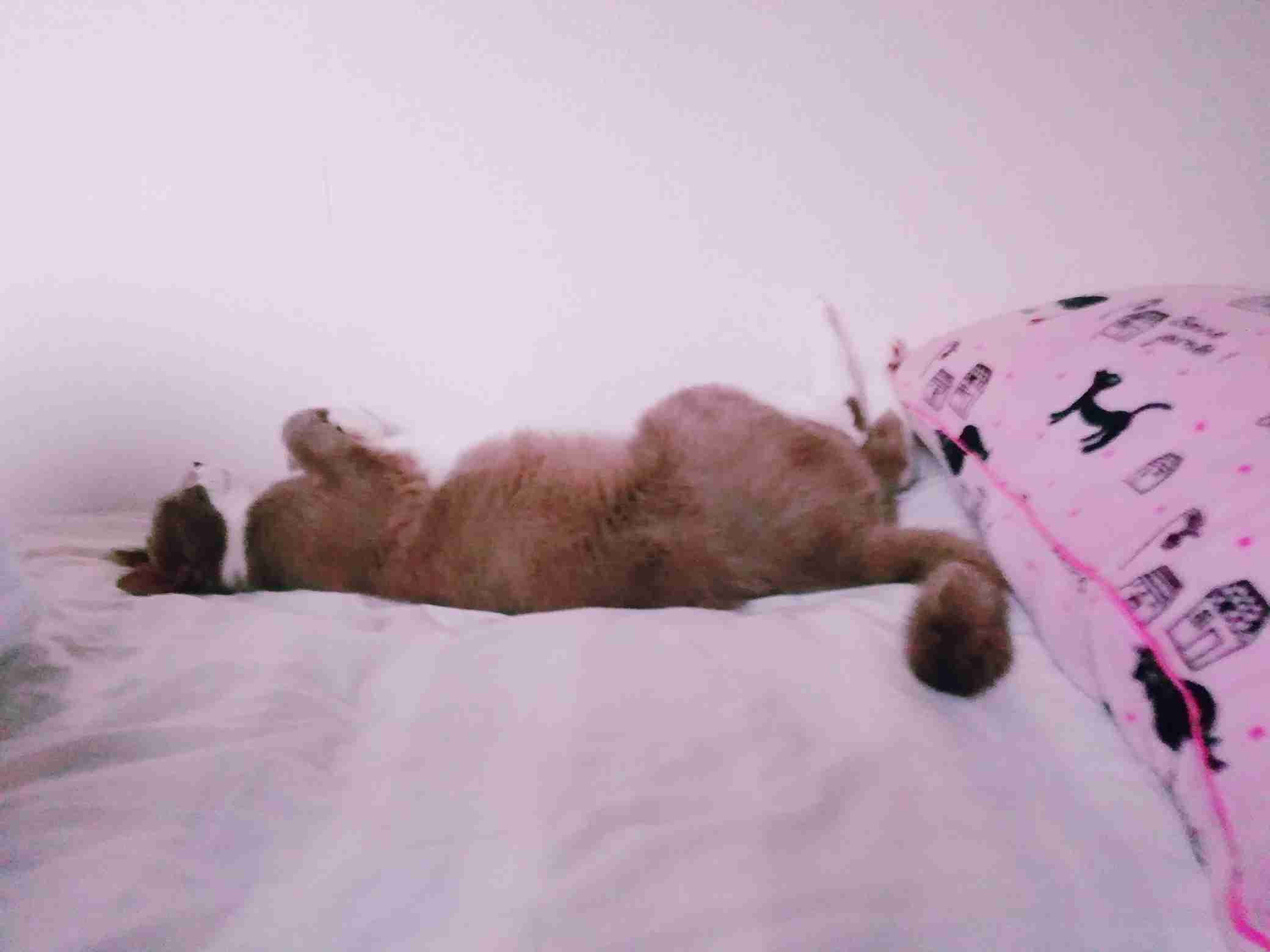 ペットの写真を貼っていくトピ③