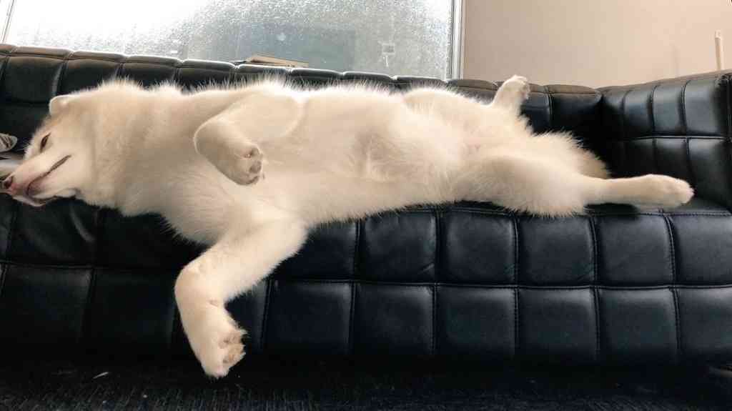 ペットの写真を貼っていくトピ③
