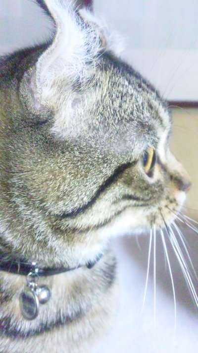 ペットの写真を貼っていくトピ③