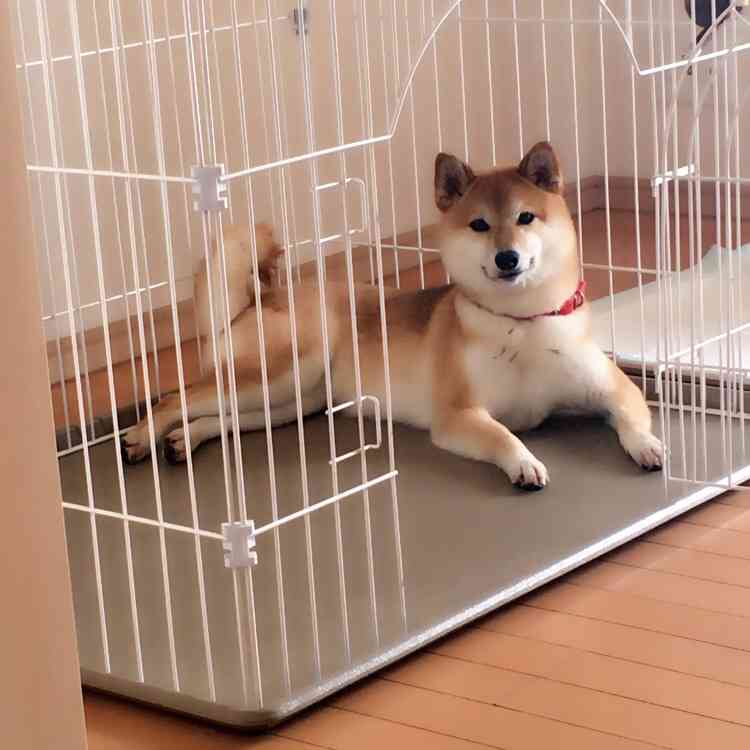 ペットの写真を貼っていくトピ③
