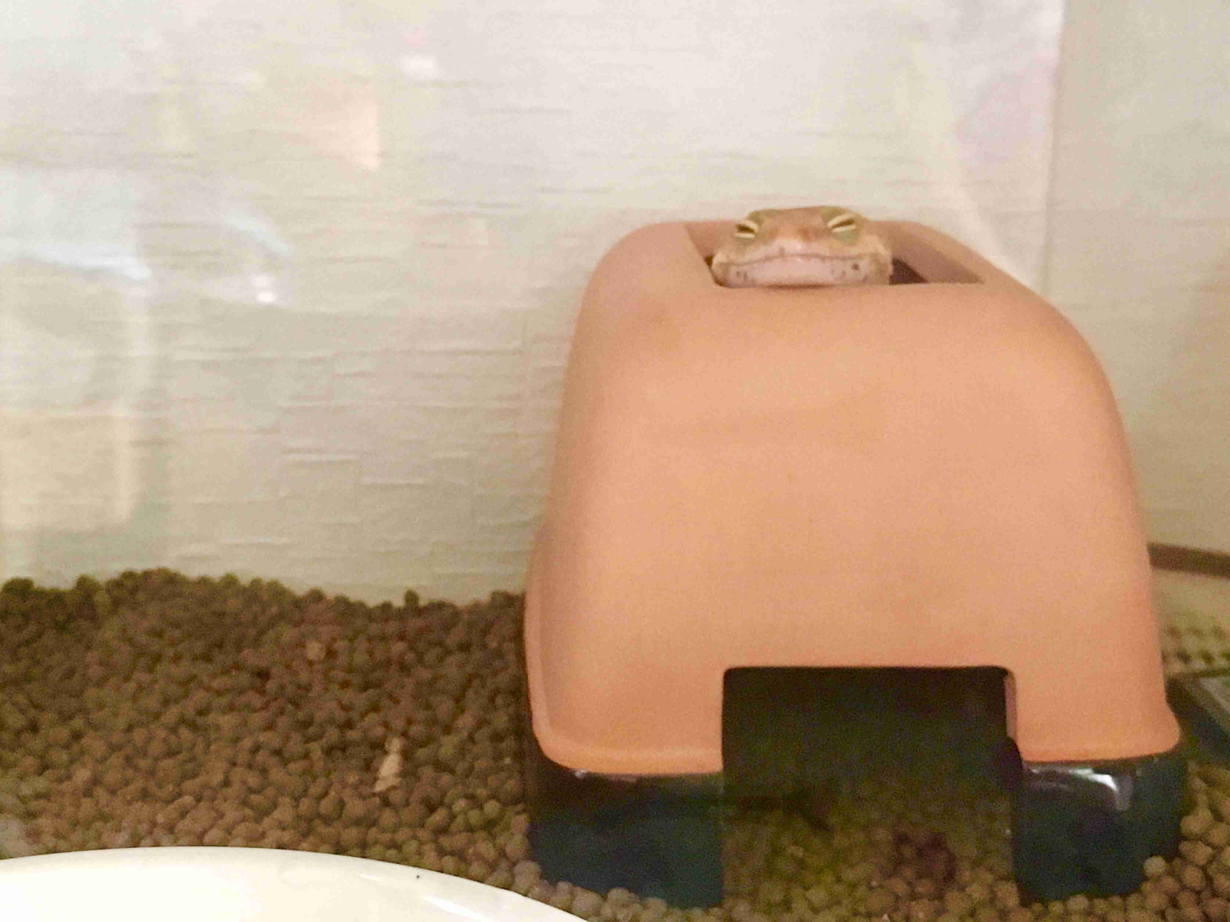 ペットの写真を貼っていくトピ③