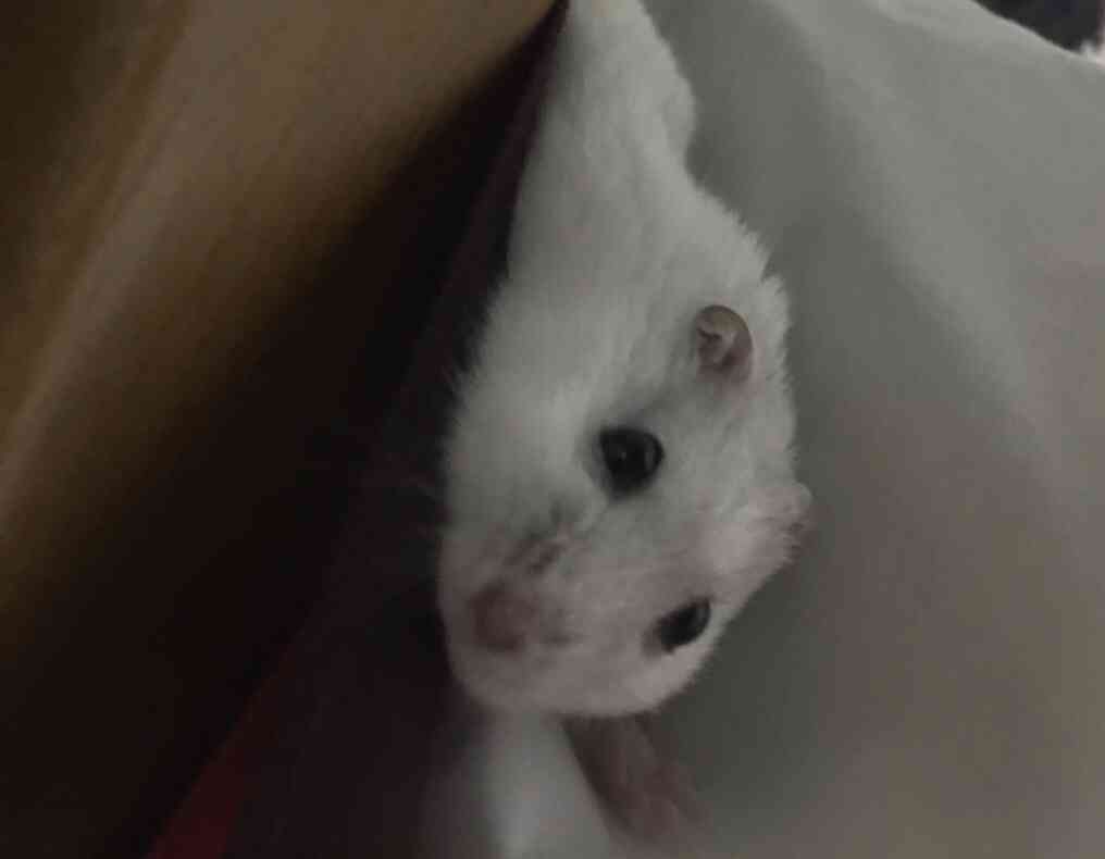 ペットの写真を貼っていくトピ③