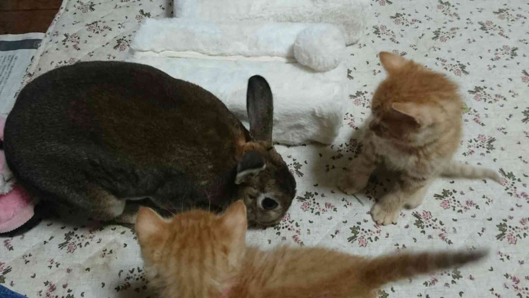 ペットの写真を貼っていくトピ③