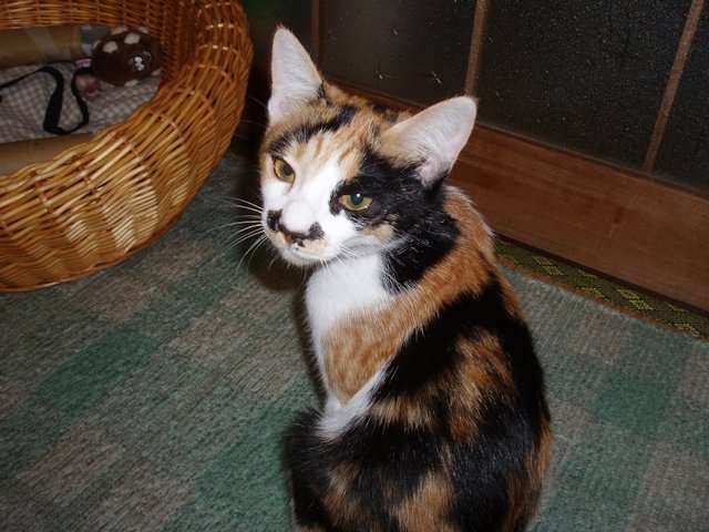 ペットの写真を貼っていくトピ③