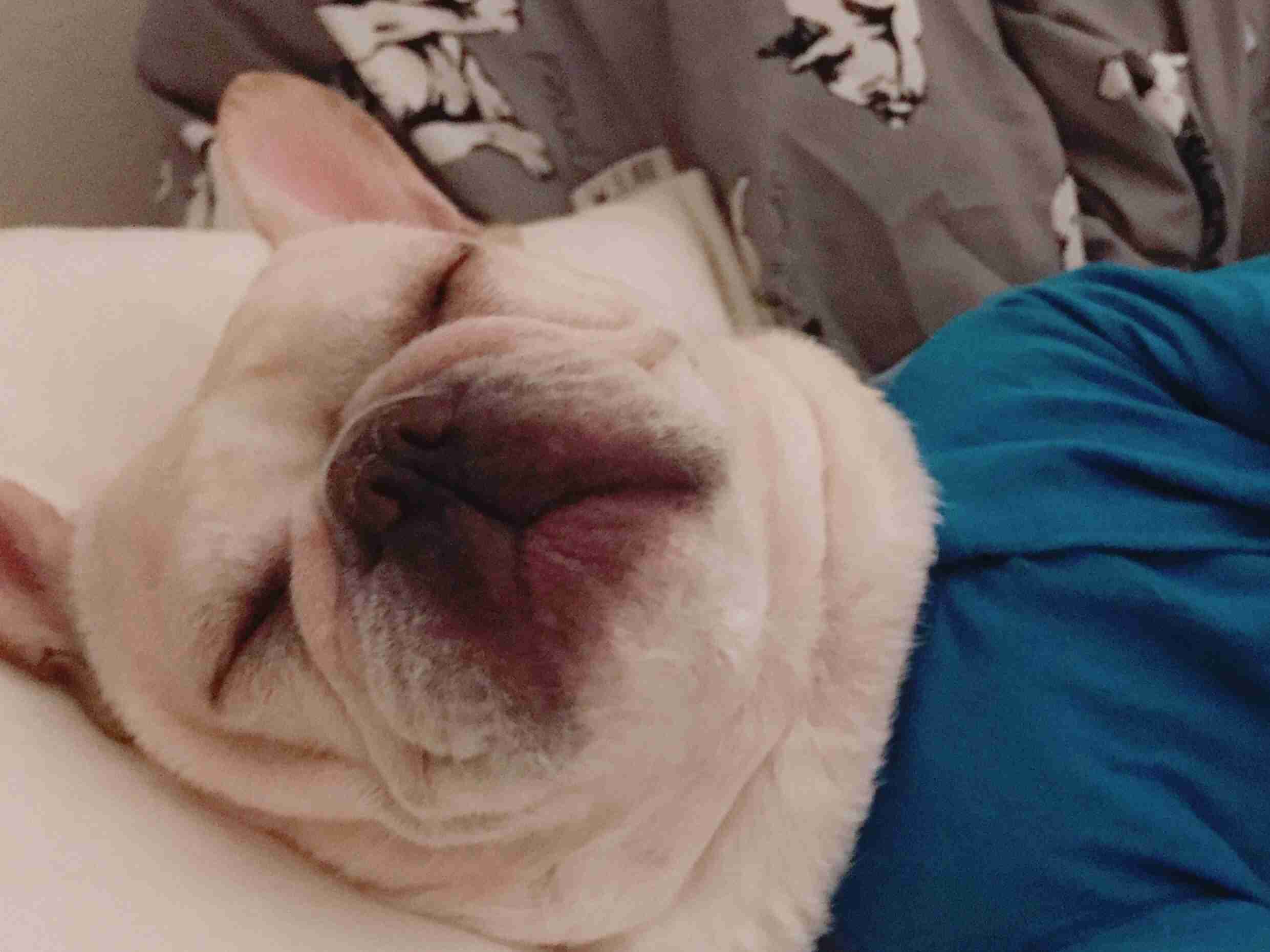 ペットの写真を貼っていくトピ③